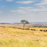 Masai Mara: Libin, ECE
