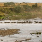 Masai Mara: Libin, ECE