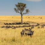 Masai Mara: Libin, ECE