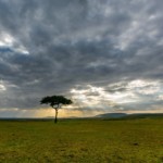 Masai Mara: Libin, ECE